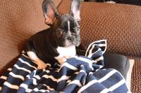 フレンチブルドック