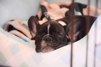 フレンチブルドック