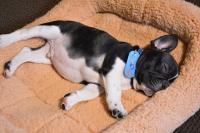 フレンチブルドック