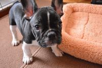 フレンチブルドック