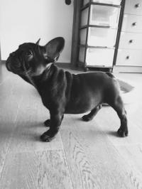 フレンチブルドック