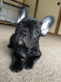 フレンチブルドック