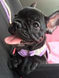 フレンチブルドック