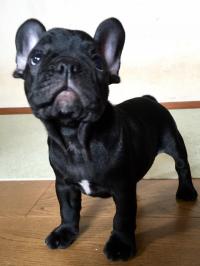 フレンチブルドック