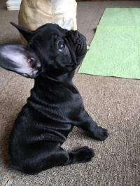 フレンチブルドック