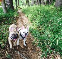 フレンチブルドック