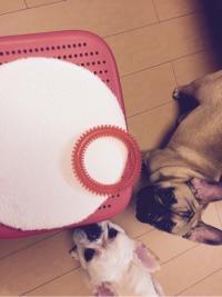 フレンチブルドック