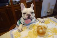 フレンチブルドック