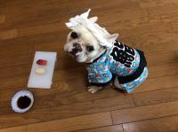 フレンチブルドック