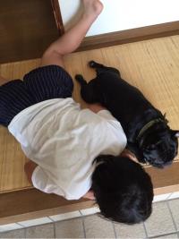 フレンチブルドック