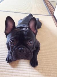 フレンチブルドック