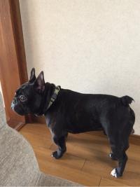 フレンチブルドック