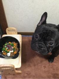 フレンチブルドック