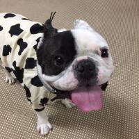 フレンチブルドック