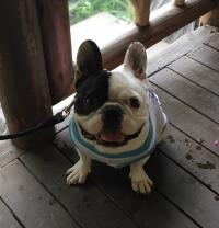 フレンチブルドック