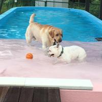 フレンチブルドック