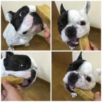 フレンチブルドック