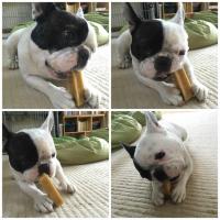 フレンチブルドック