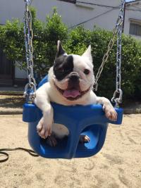 フレンチブルドック