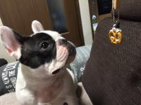 フレンチブルドック