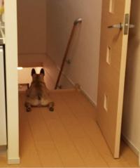 フレンチブルドック