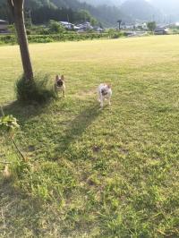 フレンチブルドック