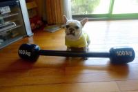 フレンチブルドック