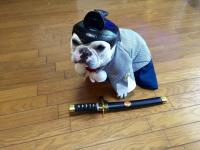 フレンチブルドック