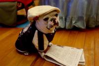 フレンチブルドック