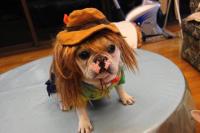 フレンチブルドック