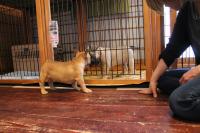 フレンチブルドック