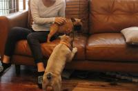 フレンチブルドック