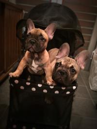 フレンチブルドック