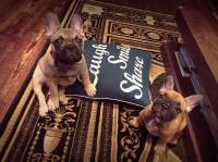 フレンチブルドック