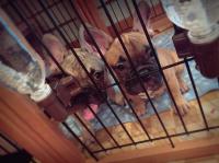 フレンチブルドック