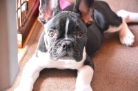 フレンチブルドック