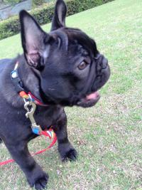 フレンチブルドック