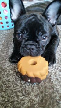 フレンチブルドック