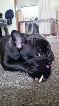 フレンチブルドック