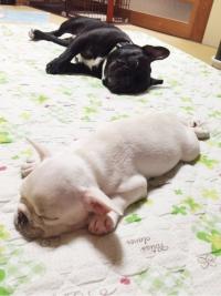 フレンチブルドック