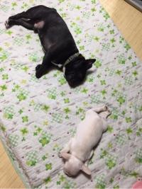 フレンチブルドック