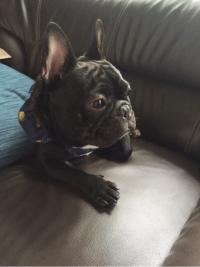 フレンチブルドック