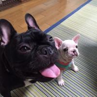 フレンチブルドック