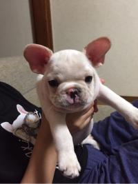 フレンチブルドック