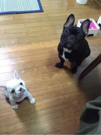 フレンチブルドック