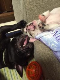 フレンチブルドック