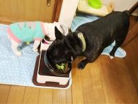 フレンチブルドック