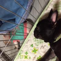 フレンチブルドック