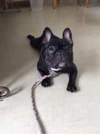 フレンチブルドック