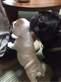 フレンチブルドック